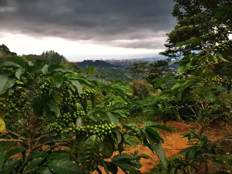Kávová plantáž — Sopky a hory, Biorezervace Rio Ángel