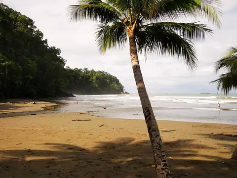 Palmy nad pacifickou pláží — Pláže a oceán, Biorezervace Rio Ángel