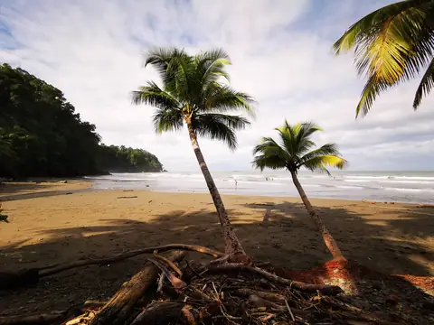 Nakloněné palmy nad pískem — Pláže a oceán, Biorezervace Rio Ángel