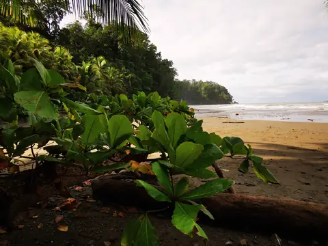 Zeleň nad pláží — Pláže a oceán, Biorezervace Rio Ángel