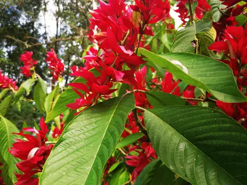 Alpinia purpurata — červený zázvor — Příroda, Biorezervace Rio Ángel
