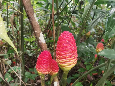 Etlingera elatior — bastón de emperador — Příroda, Biorezervace Rio Ángel