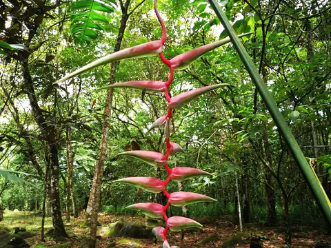 Heliconia rostrata — Příroda, Biorezervace Rio Ángel