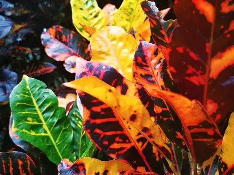 Kroton — Codiaeum variegatum — Příroda, Biorezervace Rio Ángel