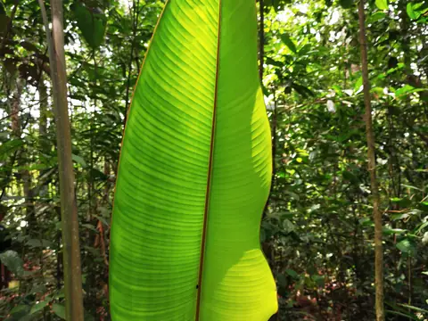 List heliconie — Příroda, Biorezervace Rio Ángel