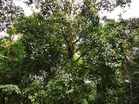 Produkční plantáž — Příroda, Biorezervace Rio Ángel