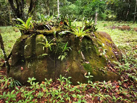 Balvan porostlý broméliemi — Příroda, Biorezervace Rio Ángel