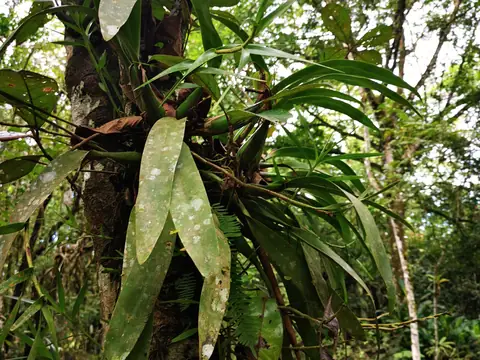 Bromélie na kmeni — Příroda, Biorezervace Rio Ángel