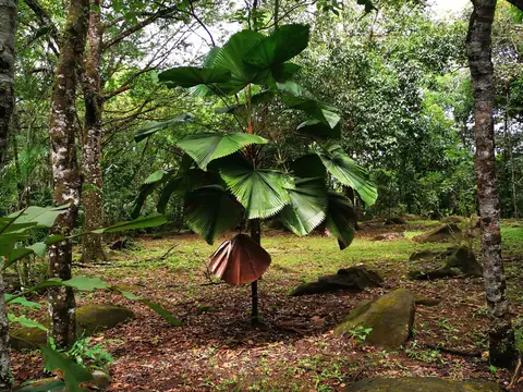 Podrost pod korunami — Příroda, Biorezervace Rio Ángel