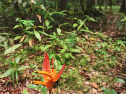 Heliconia na lesní půdě — Příroda, Biorezervace Rio Ángel