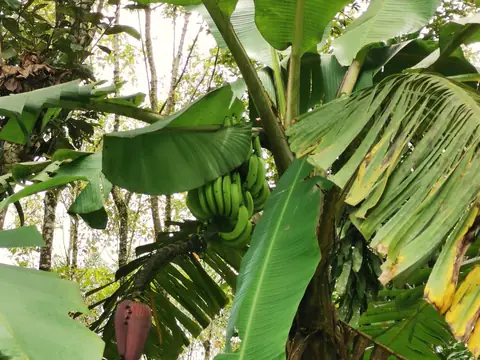 Banánovník — Příroda, Biorezervace Rio Ángel