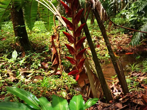 Mladá heliconia — Příroda, Biorezervace Rio Ángel