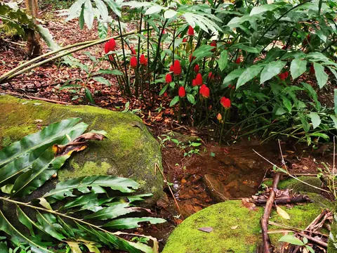Červené květy u balvanu — Příroda, Biorezervace Rio Ángel