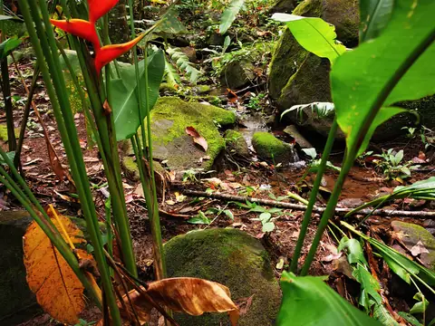 Heliconia mezi balvany — Příroda, Biorezervace Rio Ángel