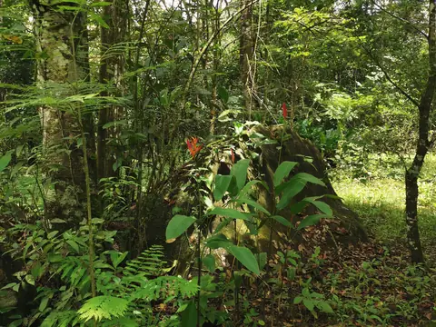 Podrost na okraji lesa — Příroda, Biorezervace Rio Ángel
