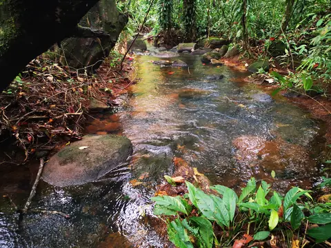 Mělčina pod stromy — Říčka, Biorezervace Rio Ángel