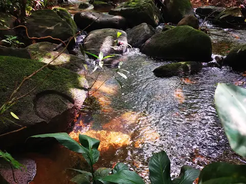 Říčka v ranním světle — Říčka, Biorezervace Rio Ángel