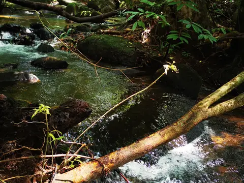 Padlý kmen nad vodou — Říčka, Biorezervace Rio Ángel