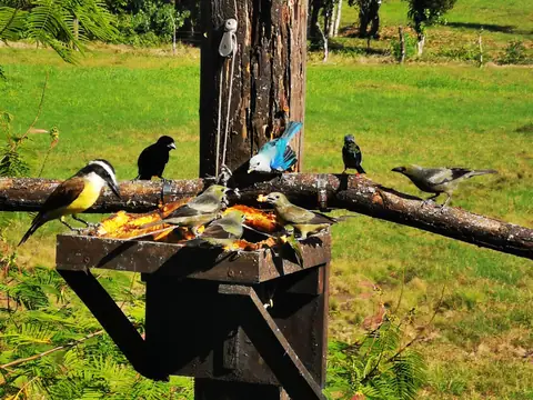 Ptačí krmítko s tangarami — Rostliny a zvířata, Biorezervace Rio Ángel