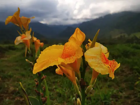 Dosna (Canna) před horami — Rostliny a zvířata, Biorezervace Rio Ángel