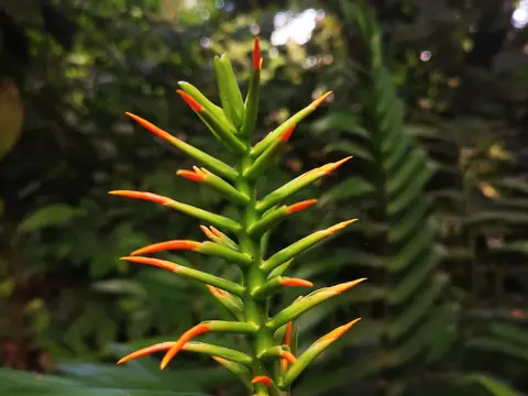 Oranžová heliconia — Rostliny a zvířata, Biorezervace Rio Ángel