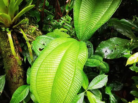 Velké listy v podrostu — Rostliny a zvířata, Biorezervace Rio Ángel