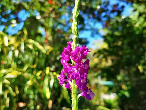 Růžová orchidej — Rostliny a zvířata, Biorezervace Rio Ángel