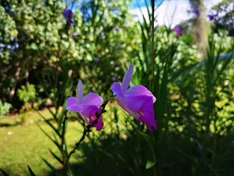 Orchideje v zahradě — Rostliny a zvířata, Biorezervace Rio Ángel