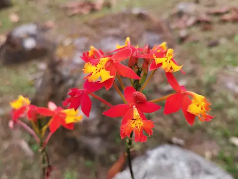 Epidendrum — Rostliny a zvířata, Biorezervace Rio Ángel