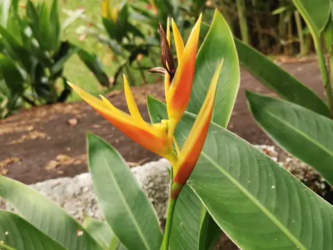 Heliconia u cesty — Rostliny a zvířata, Biorezervace Rio Ángel