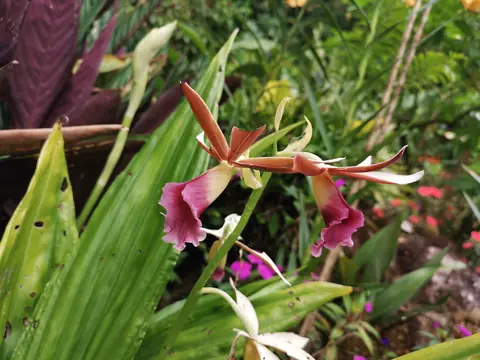 Orchidej v podrostu — Rostliny a zvířata, Biorezervace Rio Ángel