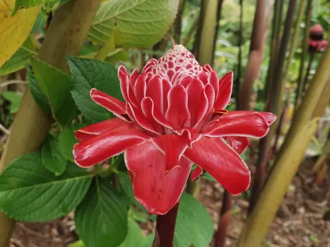 Etlingera elatior — Rostliny a zvířata, Biorezervace Rio Ángel