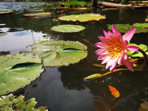 Leknín — Rostliny a zvířata, Biorezervace Rio Ángel