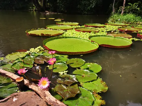 Viktoriina leknínová jezírka — Rostliny a zvířata, Biorezervace Rio Ángel