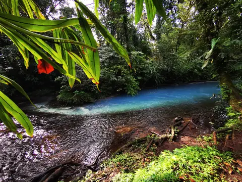 Řeka pod stromy — Vodopády a řeky, Biorezervace Rio Ángel