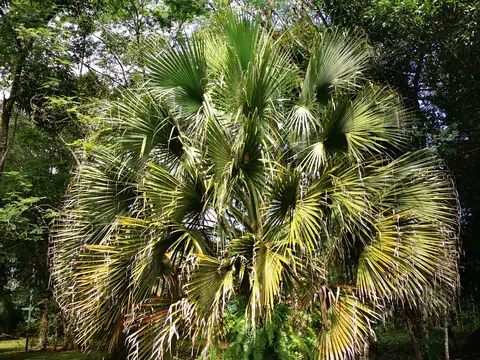 Vějířová palma — Zahrada, Biorezervace Rio Ángel