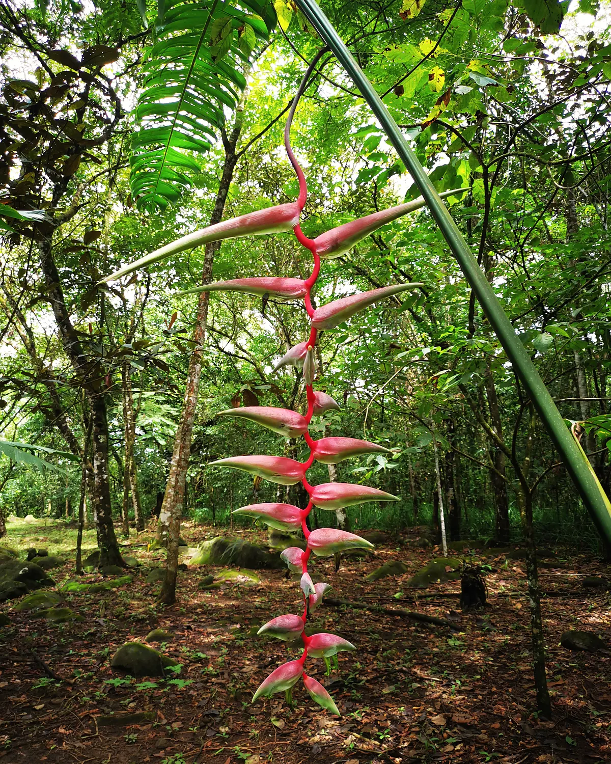 Heliconia rostrata rostoucí na pozemku projektu
