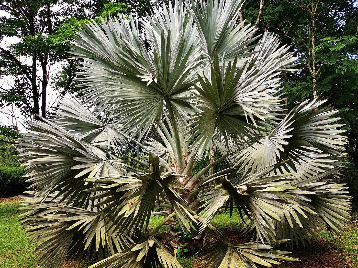 Bismarckia nobilis — palma azul na pozemku
