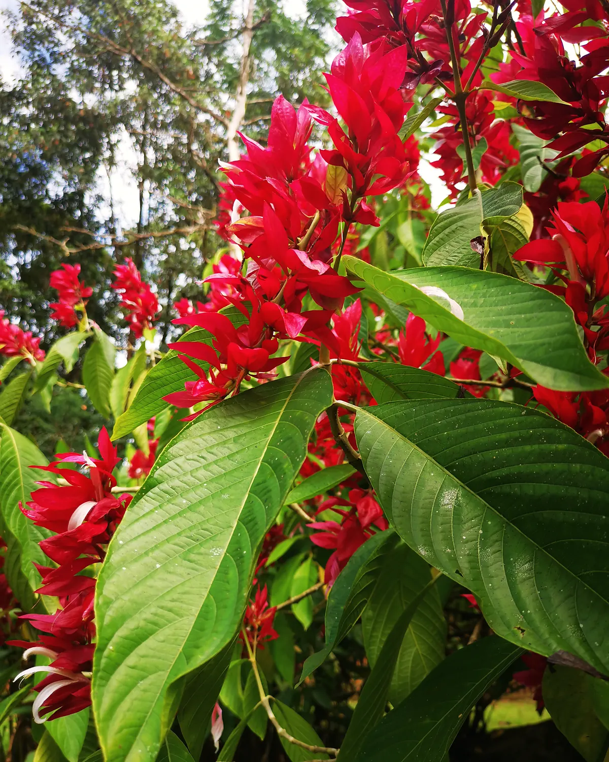 Alpinia purpurata — červený zázvor na pozemku